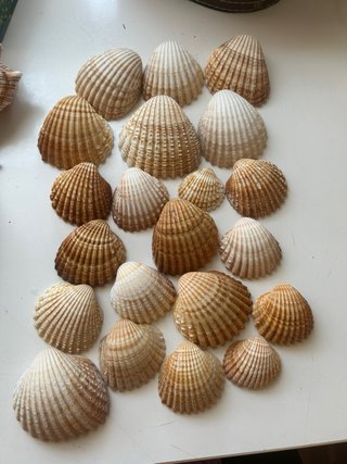 Lote Conchas y Caracolas Colección