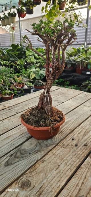 Mestoklema tuberosum