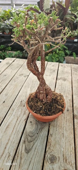 Mestoklema tuberosum