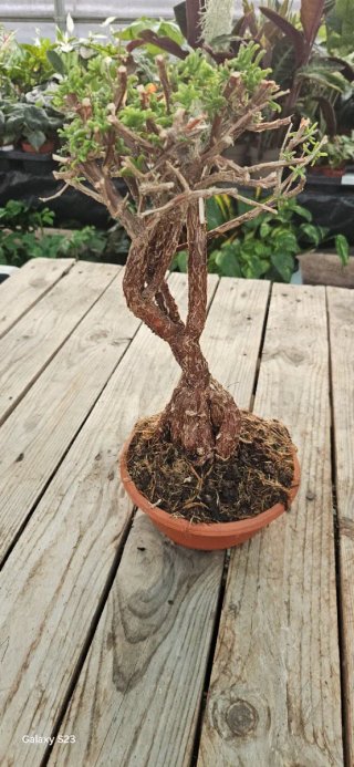 Mestoklema tuberosum
