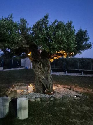 Olivo centenario para jardín