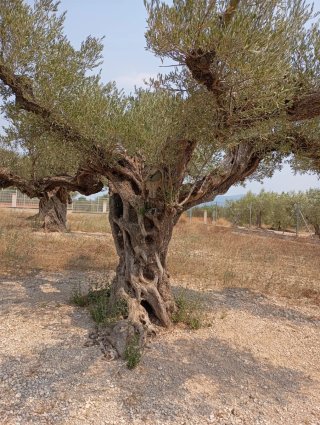 Olivo centenario para jardín