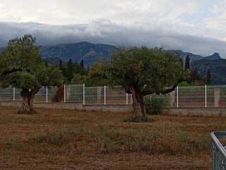 Olivo centenario para jardín