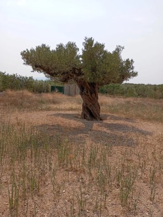 Olivo centenario para jardín
