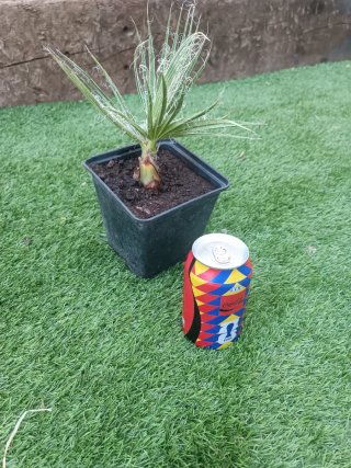 Palmera Washingtonia en maceta