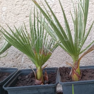 Palmera Washingtonia en maceta