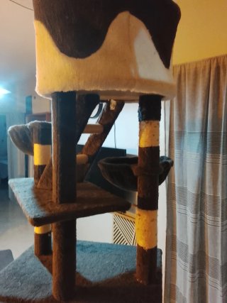 Torre para gatos de suelo a techo