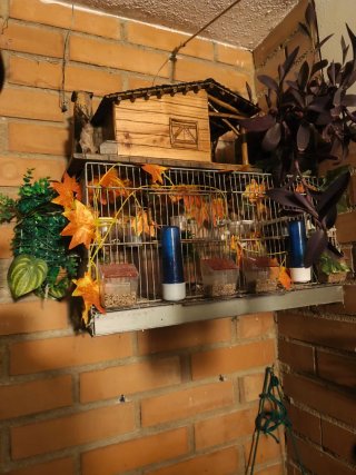 Dos jaulas de cría para pájaros
