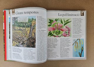Libro infantil: El Bosc