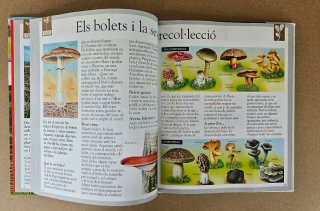 Libro infantil: El Bosc