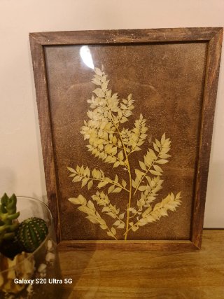 Conjunto 2 cuadros con plantas naturales secas