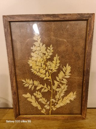 Conjunto 2 cuadros con plantas naturales secas