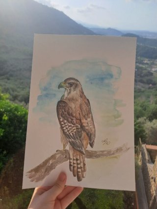Originale disegno acquerello aquila reale