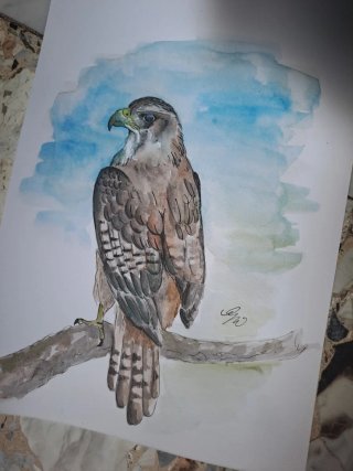 Originale disegno acquerello aquila reale