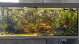 Acuario EHEIM VIVALINE 240L + Filtro JBL E902
