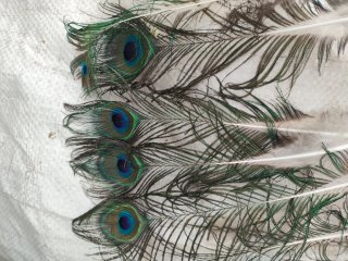 Plumas de Pavo Real naturales