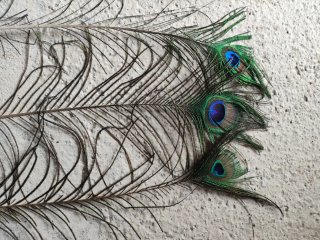 Plumas de Pavo Real naturales