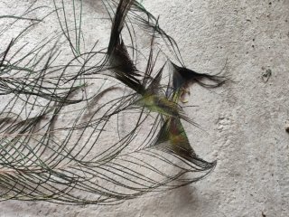 Plumas de Pavo Real naturales