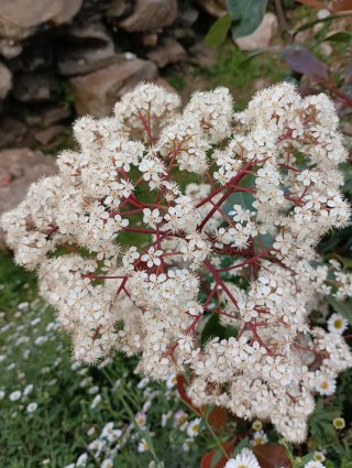 Photinia en maceta