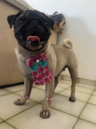 Cariño y cuidado para tu mascota