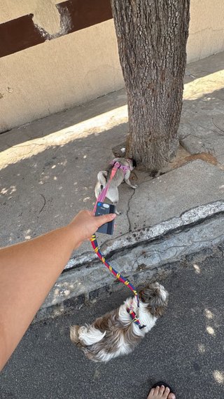Cariño y cuidado para tu mascota