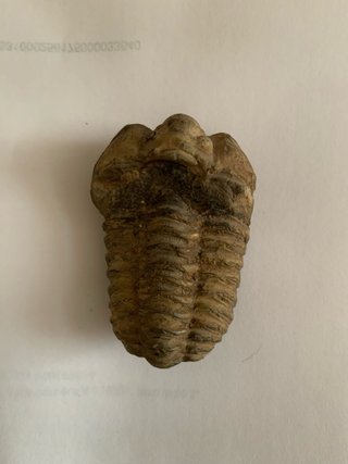 FÓSIL TRILOBITES