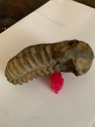 FÓSIL TRILOBITES
