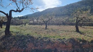 Terreno en venta en Bullas