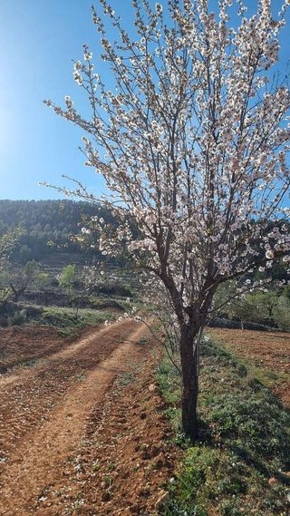Terreno en venta en Bullas