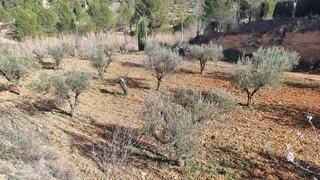 Terreno en venta en Bullas