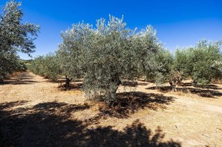 Terreno en venta en Otura