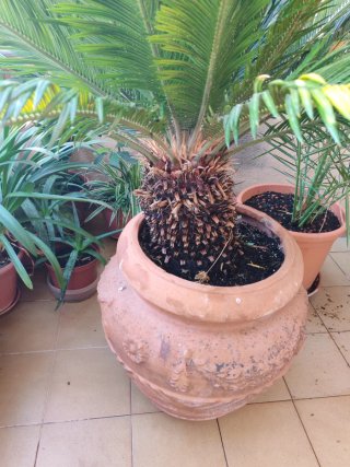Palmera