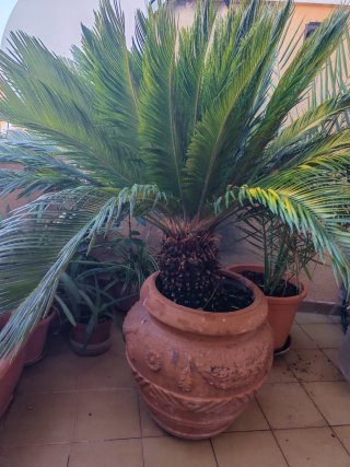 Palmera