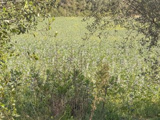 Solar en venta en Sant Llorenç des Cardassar