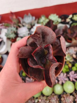 Echeveria Mahogany rose 8.5cm