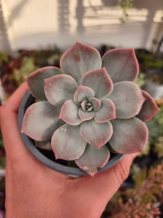 Sedum sinforosarum 9cm