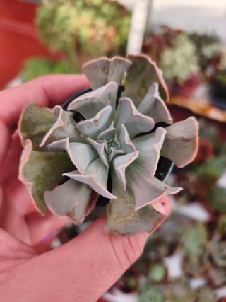 Echeveria 5.5cm