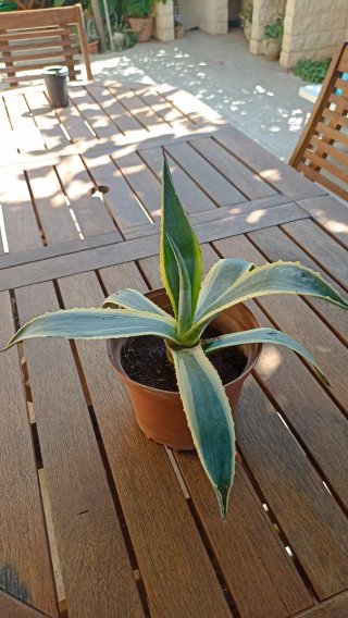 Agave variegato in vaso