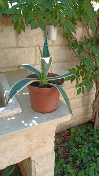 Agave variegato in vaso