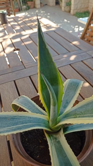 Agave variegato in vaso