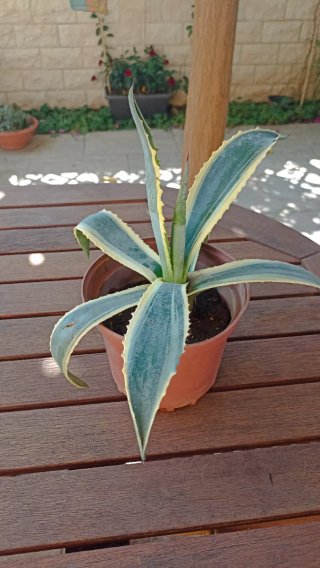Agave variegato in vaso