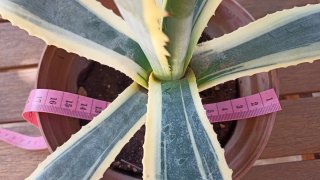 Agave variegato in vaso