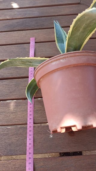 Agave variegato in vaso