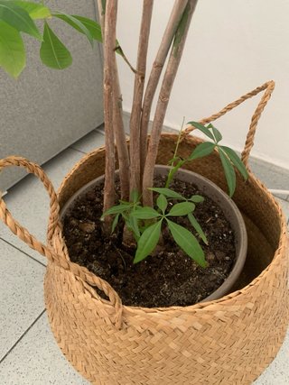 Pachira 100cm en maceta de mimbre IKEA