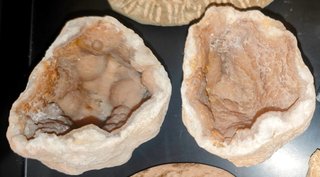Lote Fósiles y Geoda