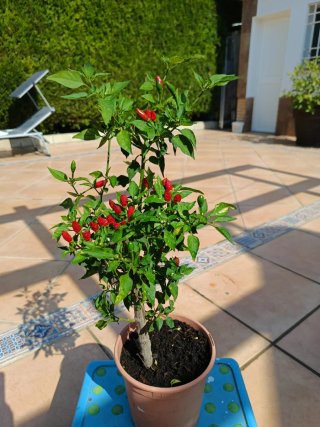 Planta Guindilla Cayena con Frutos