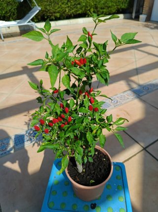 Planta Guindilla Cayena con Frutos