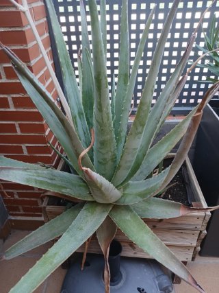 Planta Aloe Vera Grande