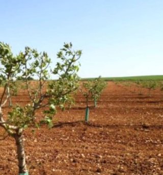 Finca agrícola 565 ha Toledo, Pistachos regadio