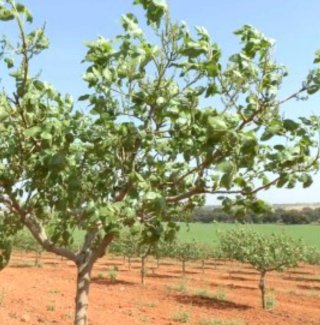 Finca agrícola 565 ha Toledo, Pistachos regadio